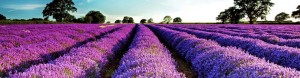 V_www.francecomfort.com_lavendel_vakantievilla_Frankrijk-960x250-crop-fff